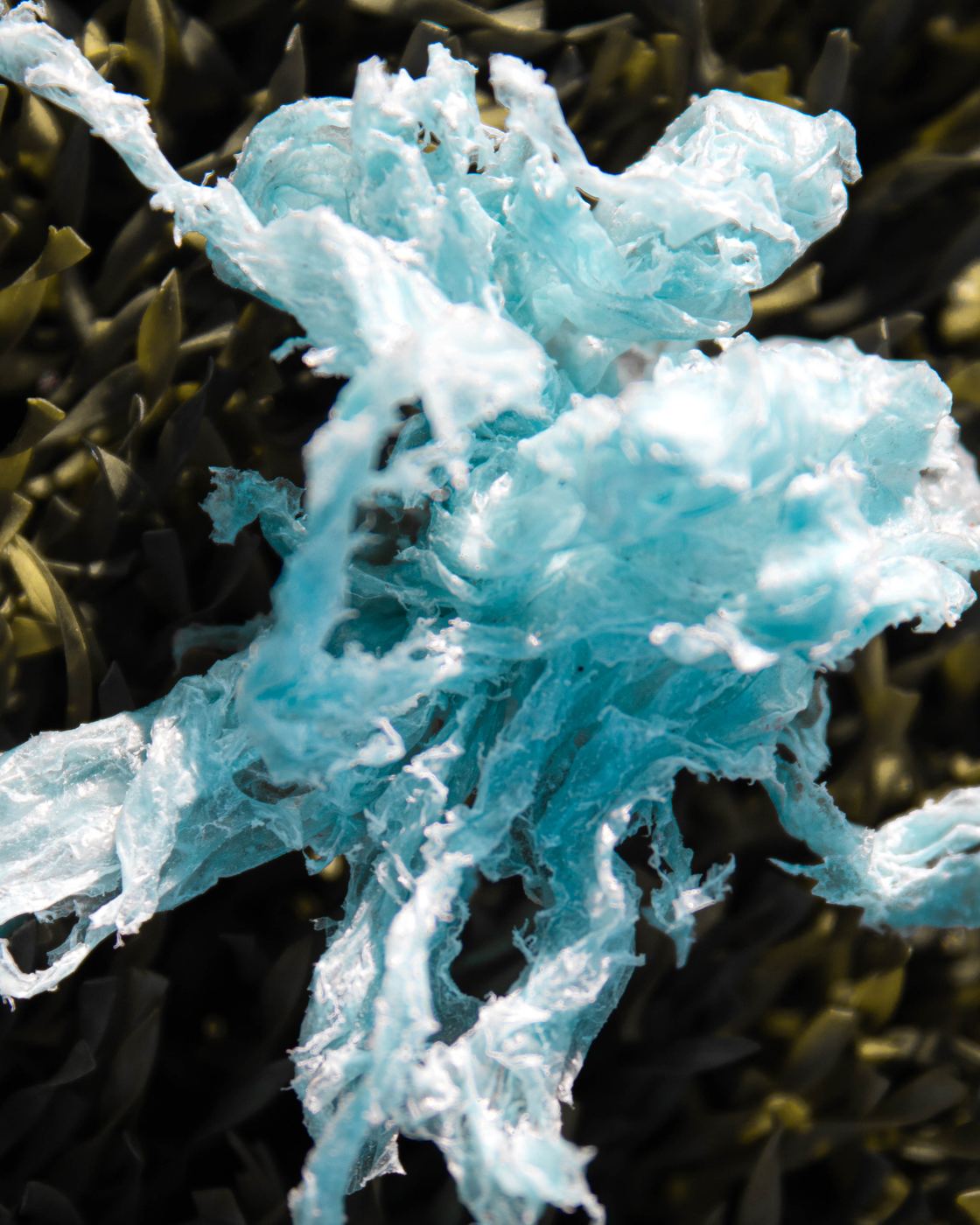 Blue Shred