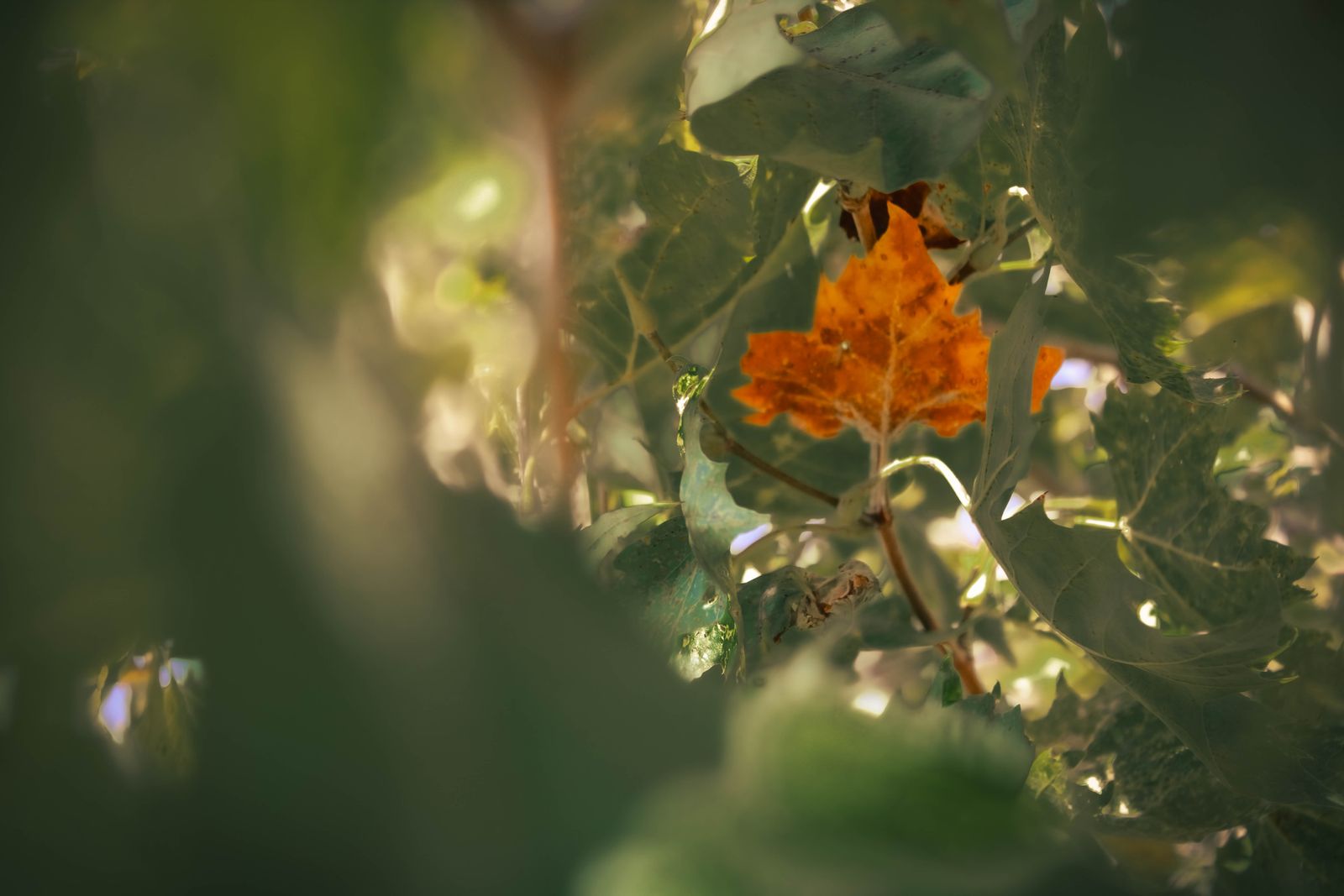 First of Fall