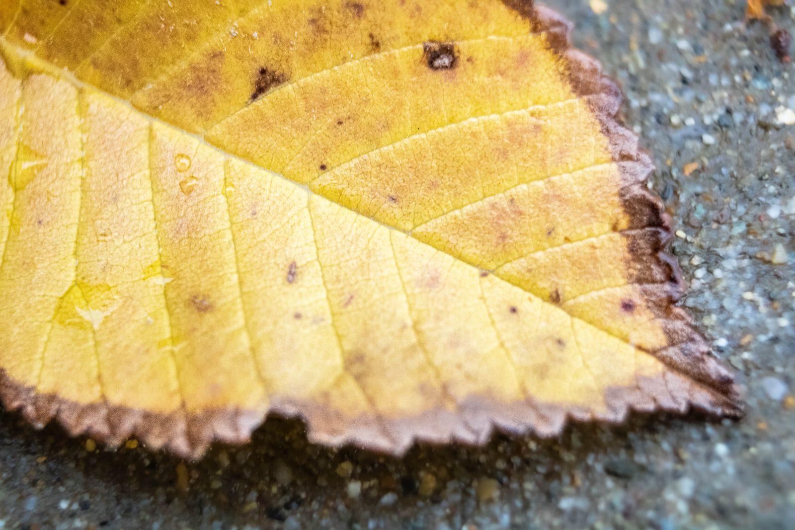 Gold Leaf