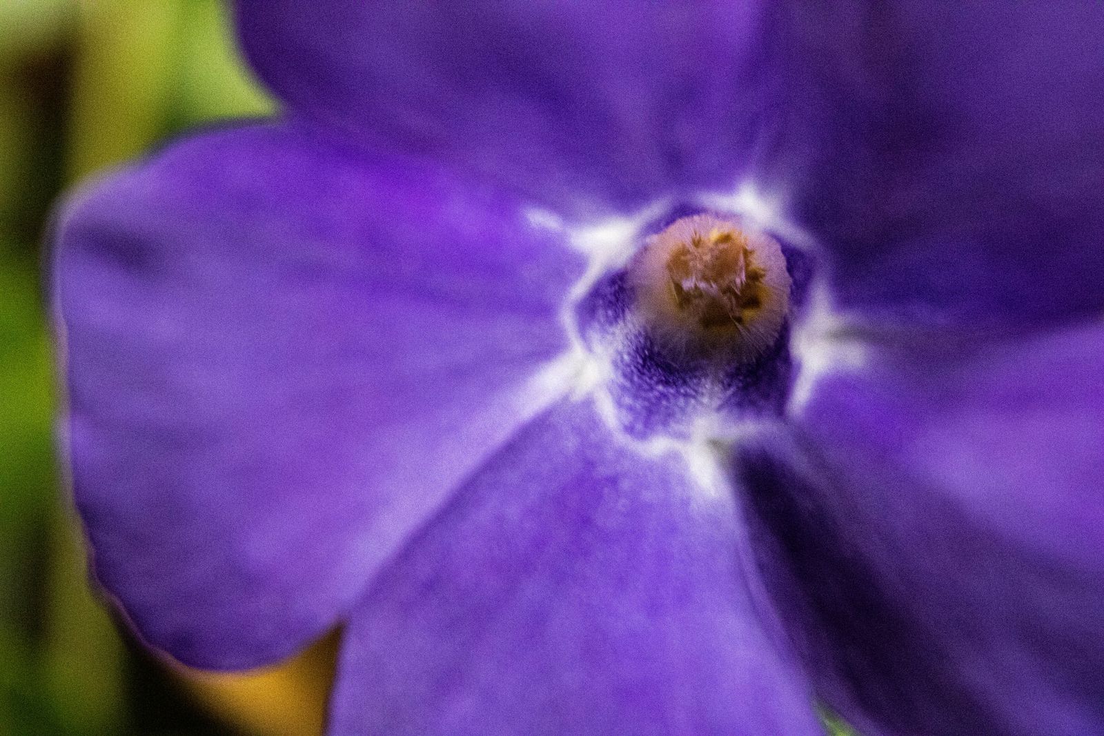 Periwinkle