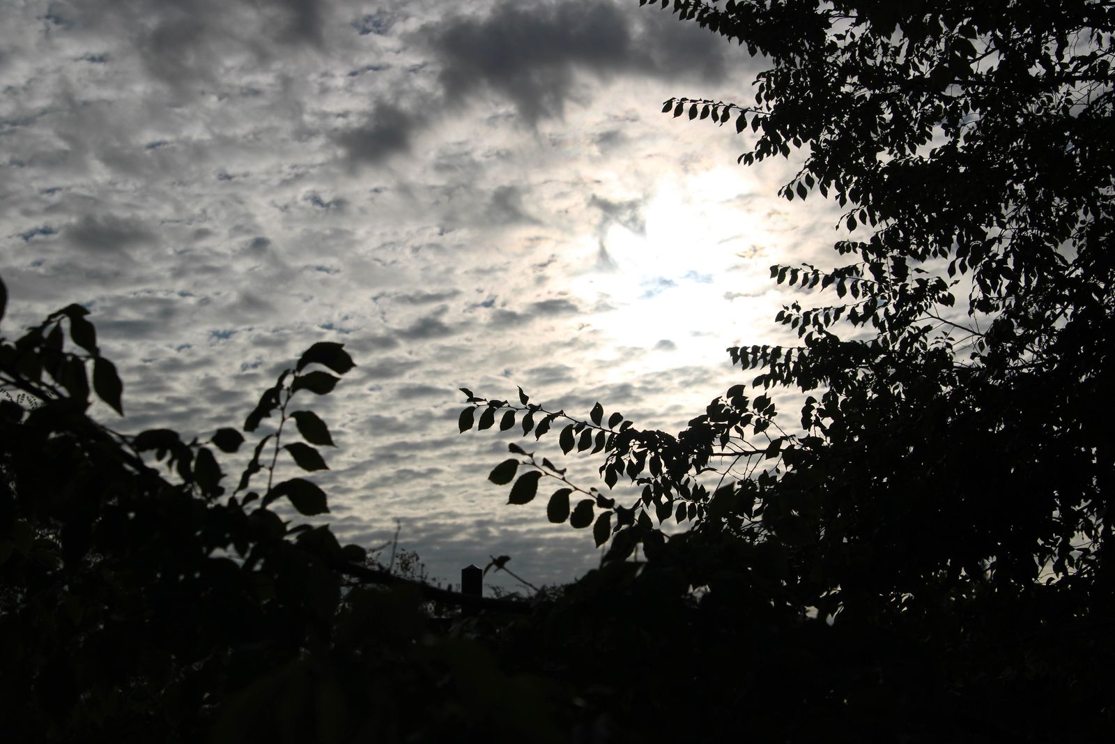Silver Sky