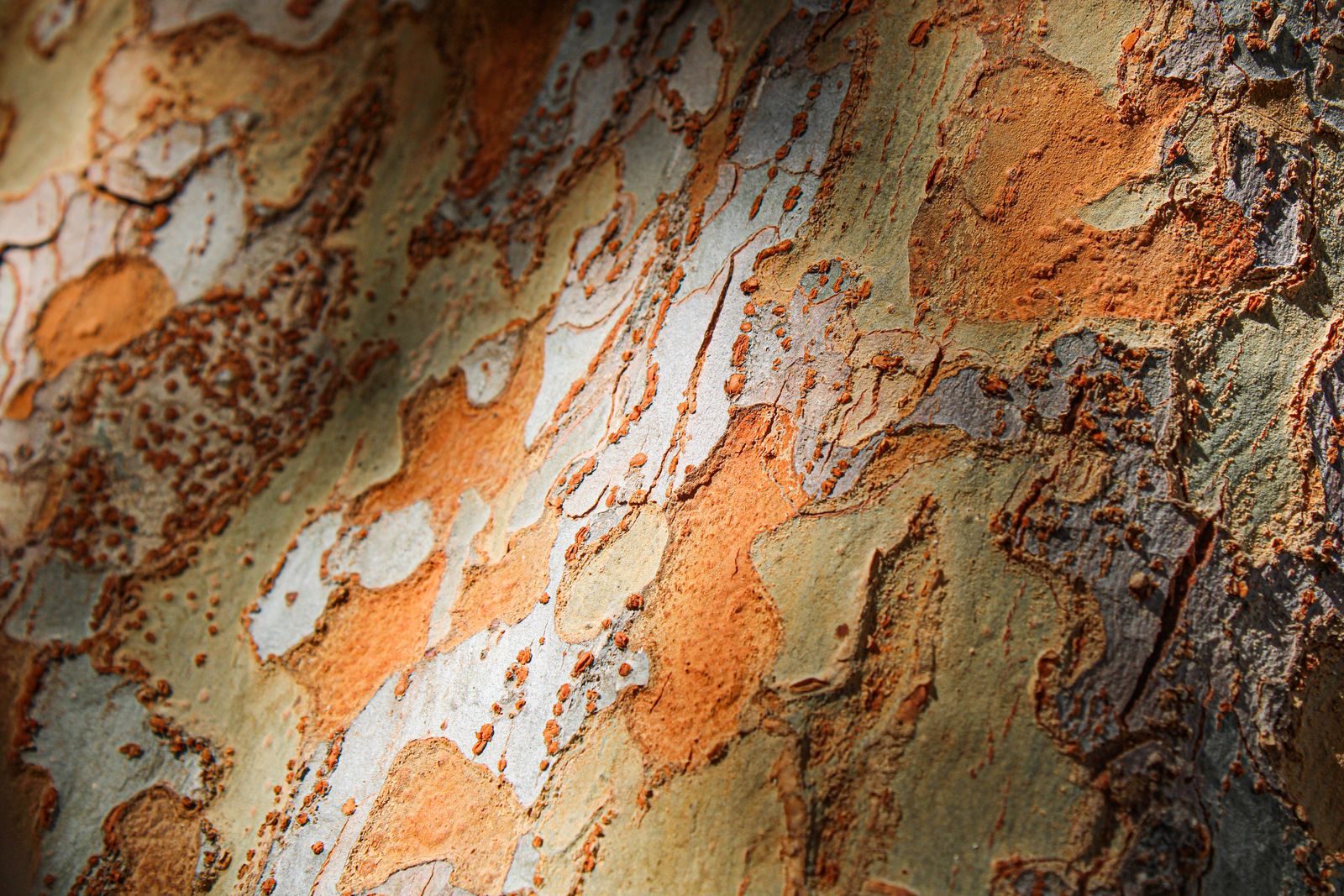 Sycamore