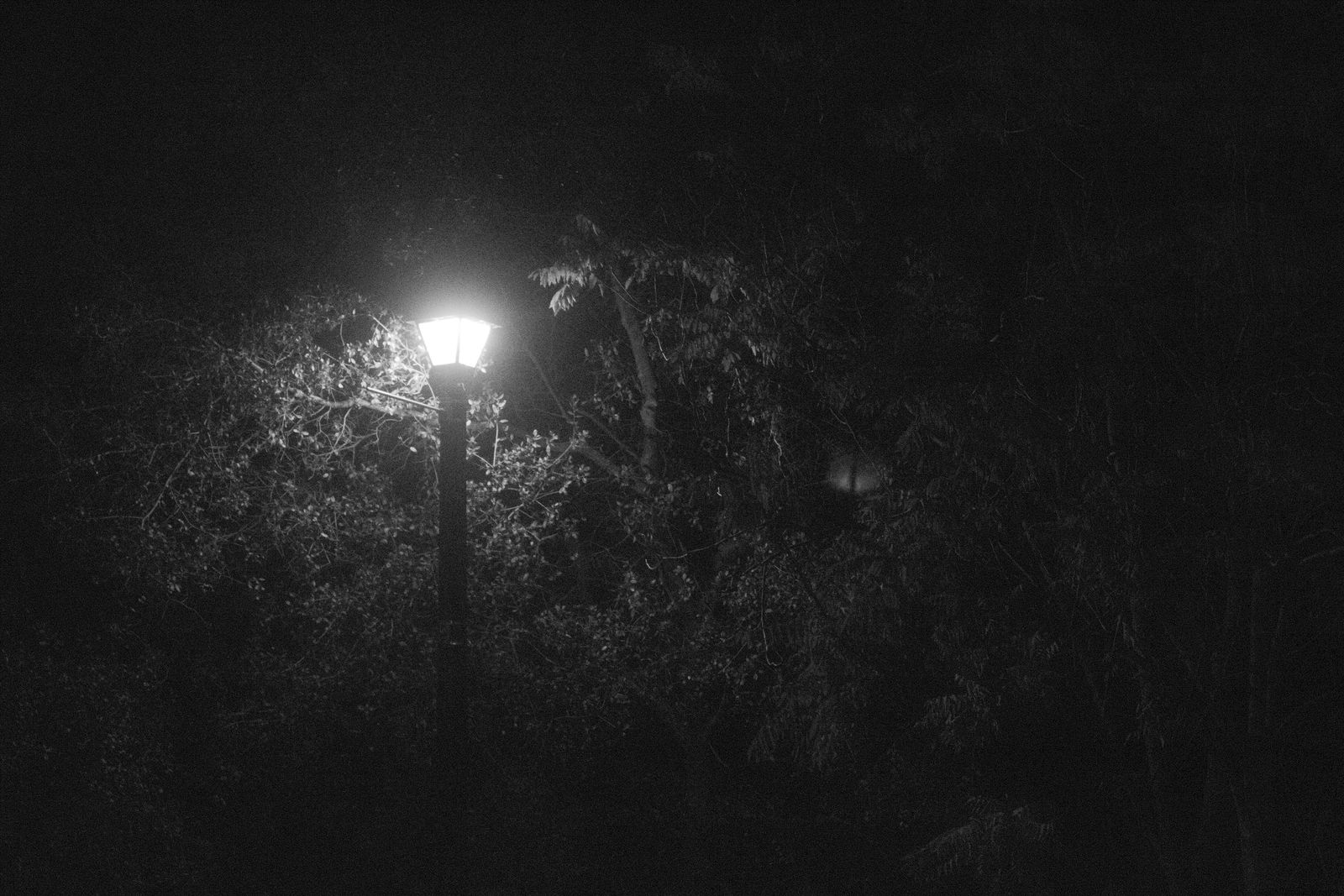 The Clearing