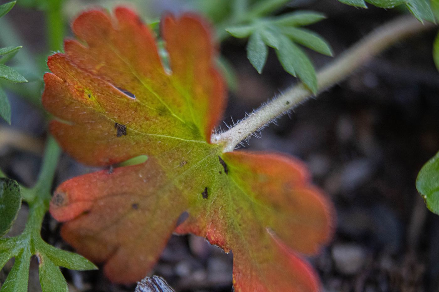 Turning Leaf