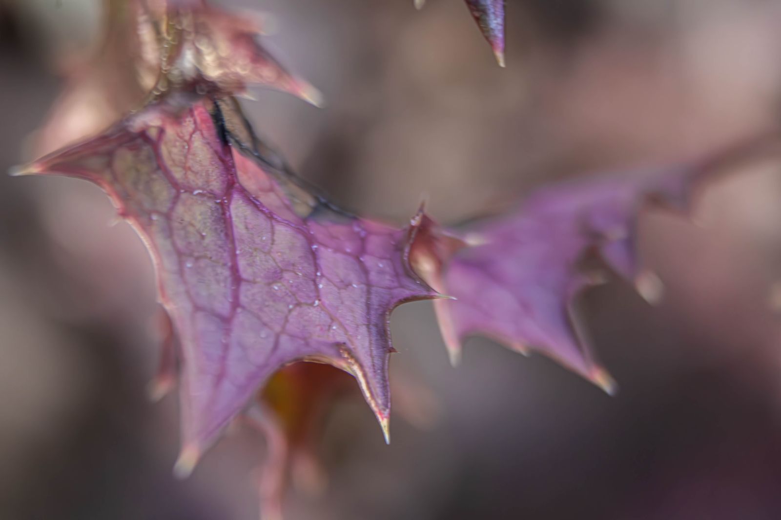 Winter Holly