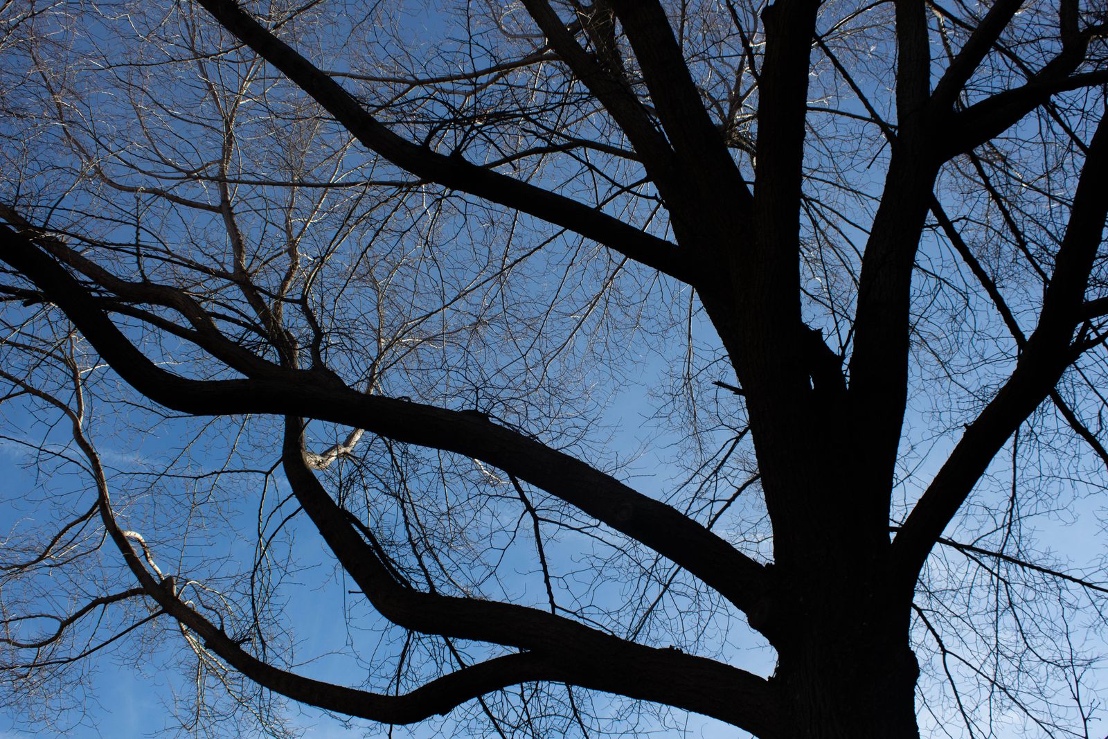 Winter Oak