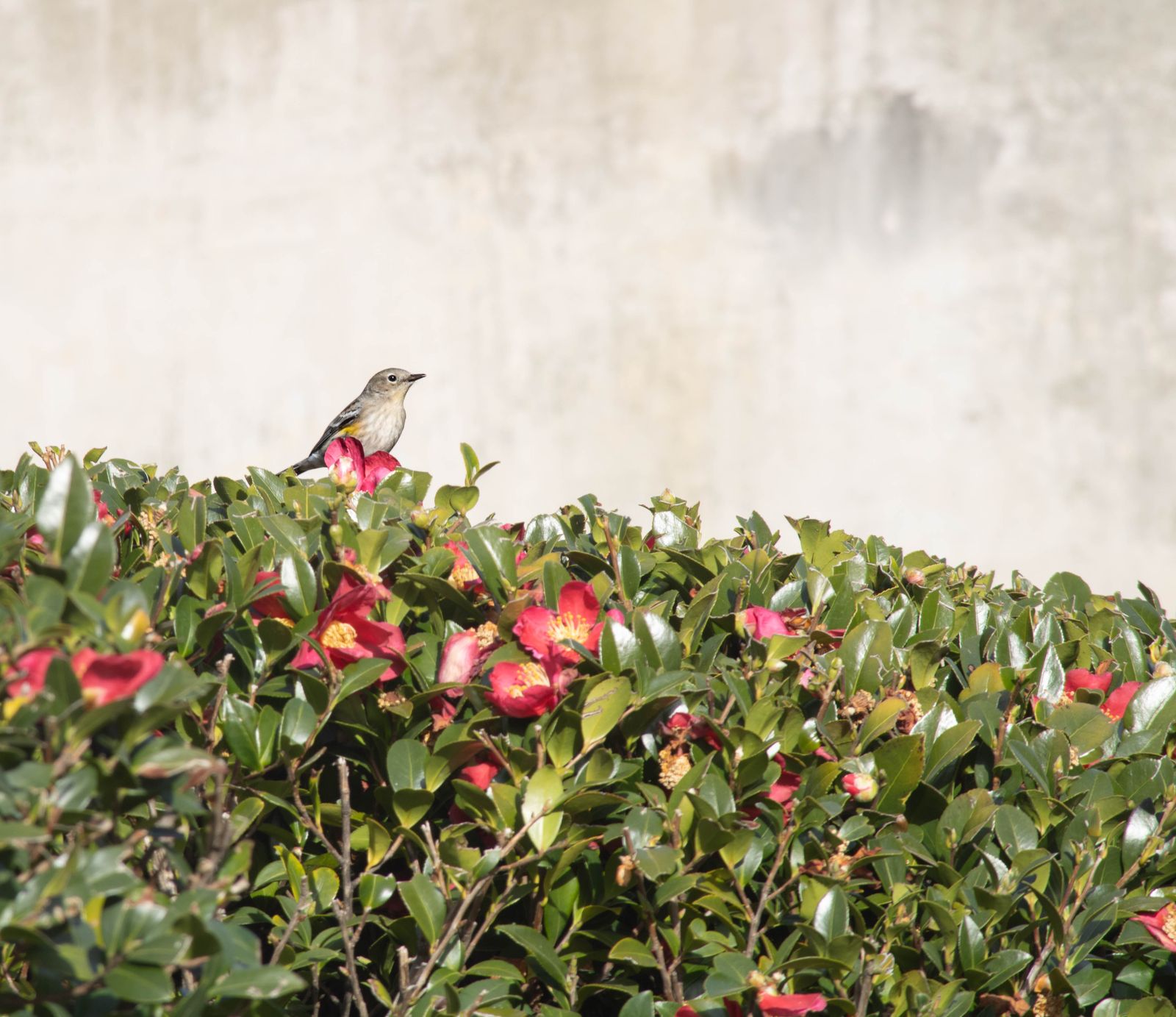 Winter Visitor